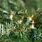 100ct. Mini Christmas String Lights with Green Wire